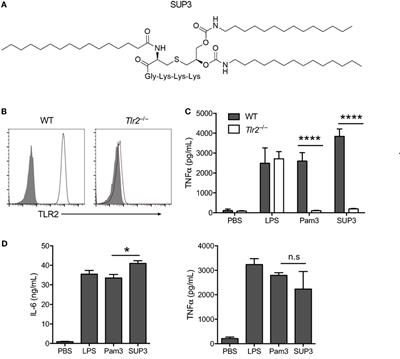 The Novel Toll-Like Receptor 2 Agonist SUP3 Enhances Antigen Presentation and T Cell Activation by Dendritic Cells